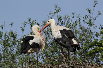 White Stork, ciconia ciconia, Pair standing on Nest, Alsace in France