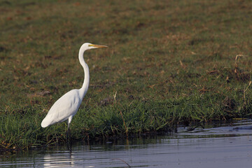 Fototapeta premium Great White Egret, egretta alba, Adult near Chobe River, Okavango Delta in Botswana