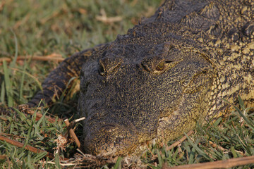 Nile Crocodile, crocodylus niloticus, Adult resting, Chobe Park, Okavango Delta in Botswana