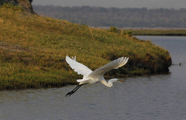 Great White Egret, egretta alba, Adult in Flight at Chobe River, Okavango Delta in Botswana