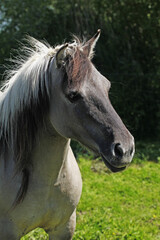 Naklejka na ściany i meble Tarpan Horses, equus caballus gmelini