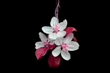 Fototapeta na wymiar Beautiful three-flower apple blossom painted in pink with black background