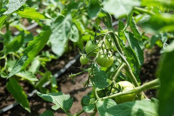 A bunch of green tomatoes on a bush ripen in the garden. Branch with green tomatoes. Lots of tomatoes on the bush. The first harvest of tomatoes. Agriculture concept.           