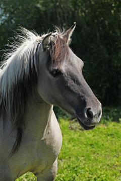 Tarpan Horses, equus caballus gmelini