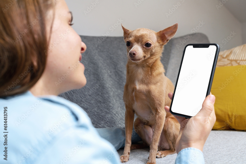 Wall mural Lapdog breed Toy Terrier and woman using mobile phone with blank screen.