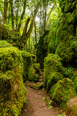 Beautiful Forest of Dean in Coleford - UK Wales, England, Great Britain. Mossy scenery used to...