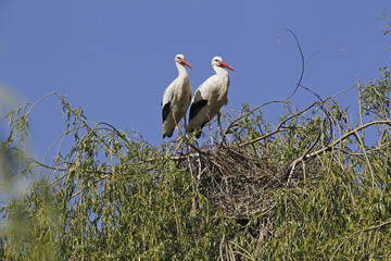 White Stork, ciconia ciconia, Pair standing on Nest, Alsace in France