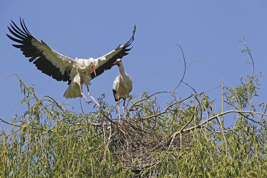 White Stork, ciconia ciconia, Pair on Nest, Alsace in France