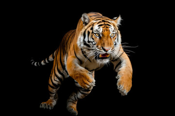 Fototapeta na wymiar Tiger against a stark black background. The raw power and beauty of iconic big cat