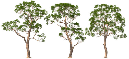 Fototapeta na wymiar eucalyptus, trees, plants, group, hq, arch viz, cutout 3d render