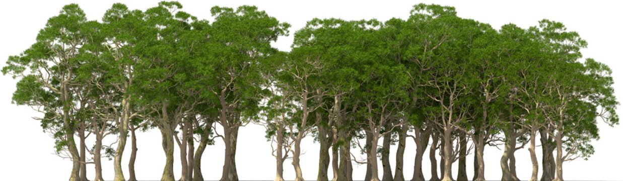 eucalyptus, trees, forest, plants, group, hq, arch viz, cutout 3d render