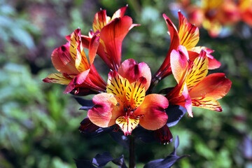 Lilie, Blumen, Blüten, Sommer, Garten © Sambucca Mai