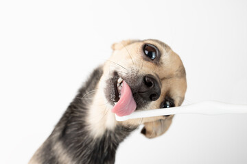 cleaning teeth for pets, dog licks toothpaste from a special pet toothbrush