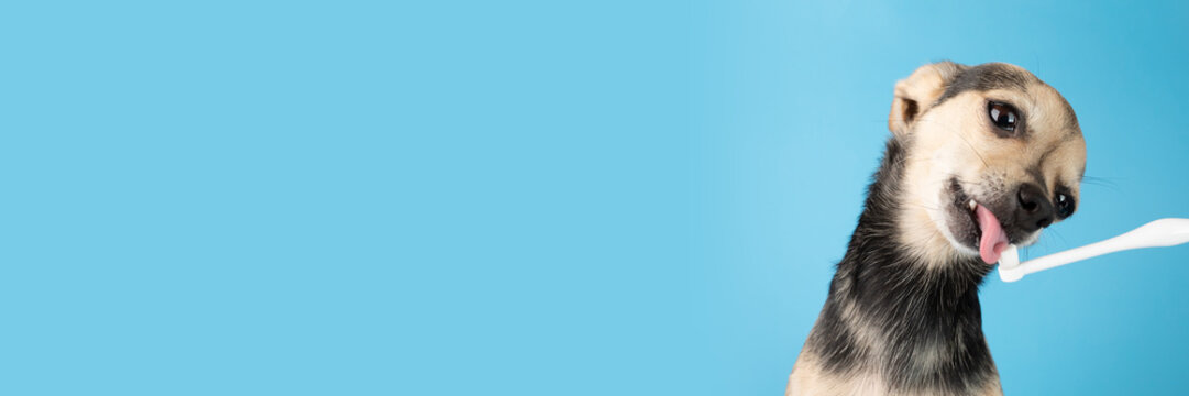 dog licks toothpaste from a special pet toothbrush banner, pet oral hygiene, cleaning teeth for pets