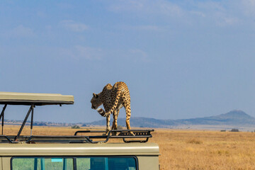 Cheetah (Acinonyx jubatus) on a top of SUV car in savanna in Serengeti National park in Tanzania. Safari in Africa