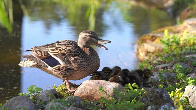 Mother duck with ducklings on the lake