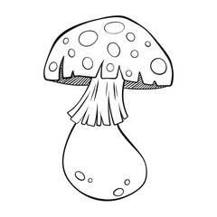 line drawing of mushrooms on white background It's a vector image.