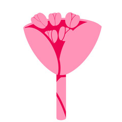 pink tulip flower