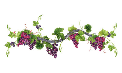Bunch of grapes with leaves on old vine isolated on transparent background. Hand drawn watercolor illustration. Perfect for frame and card borders. © Svetlana