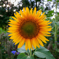Close-up of a Sunflower in a Field