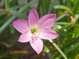 Fototapeta premium Pink Blossom