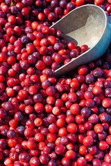 Fresh cranberries at a farmers market in the fall