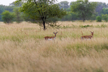 A pair of Deer