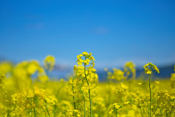 Obraz premium 青空のもとの菜の花