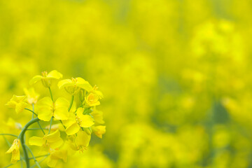 菜の花畑