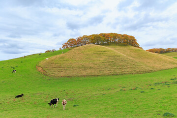 放牧されてのんびりする牛「秋の北海道」