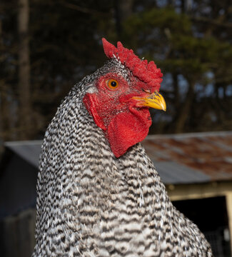 Portrait of a Dominique chicken rooster