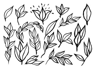 Naklejka premium Recurso de ilustraciones de hojas minimalistas, simples con trazos muy gestuales, para diseños modernos y de vanguardia. Ilustraciones a linea realizadas con pincel