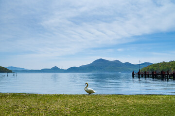 北海道、洞爺湖の白鳥