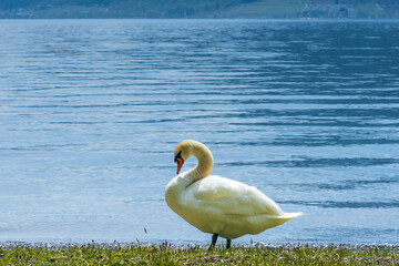 北海道、洞爺湖の白鳥