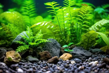 Foto op Canvas Aquarium gravel and plant (Ai generated) © thesweetsheep