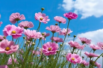 Obraz na płótnie Canvas Pink cosmos flower against the blue sky (Ai generated)