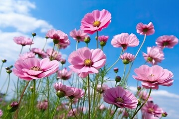 Fototapeta premium Pink cosmos flower against the blue sky (Ai generated)
