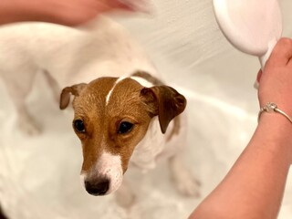 Washing a Jack Russell Terrier dog in the shower.