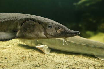 Acipenser Surgeon European Riever Fish Closeup