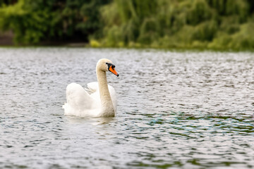 White Swan On The Surface Of The Water