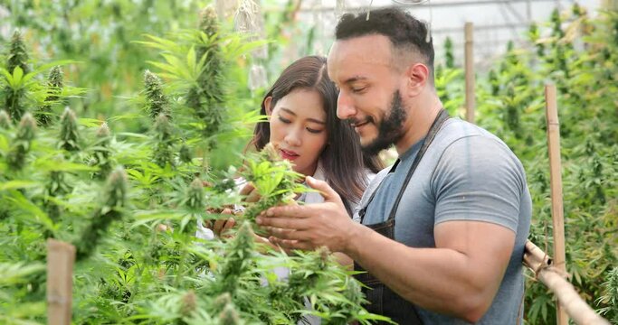 Scientists are educating cannabis plantation owners.