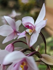 pink magnolia flower