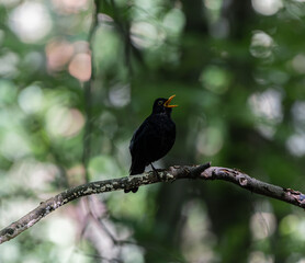 a blackbird sings on the branch
