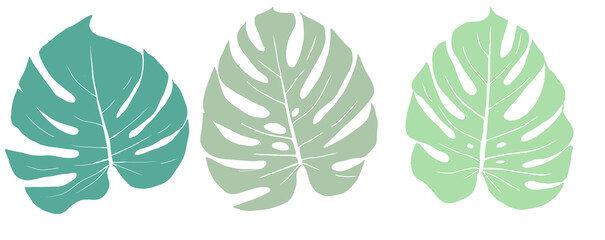 Fototapeta na wymiar Trendy Botanical Tropical Plant Elements with Minimal Line Art Mosntera green Leaves set for Design decoration 