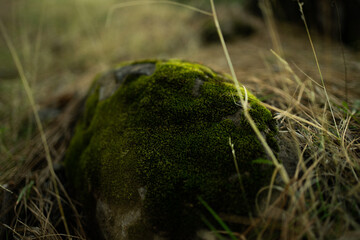 grass on the ground