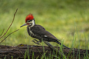 SMOKY MOUNTAINS DAY 1