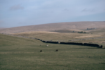 Obraz premium animals on the field