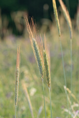 Zwei Sommerroggen-&Auml;hren in der Abendsonne