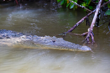 Krokodyl w meksyk riolagartos
