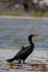 Dzika przyroda Meksyk Rio Lagartos